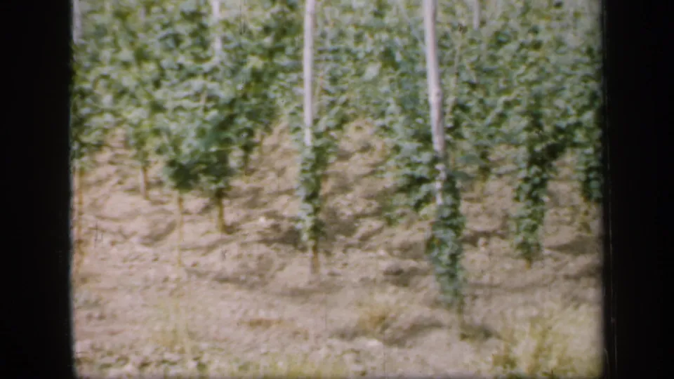 1949 England frame showing hop plants spaced in rows, wooden trellis supports, dry soil, and soft home-movie exposure.