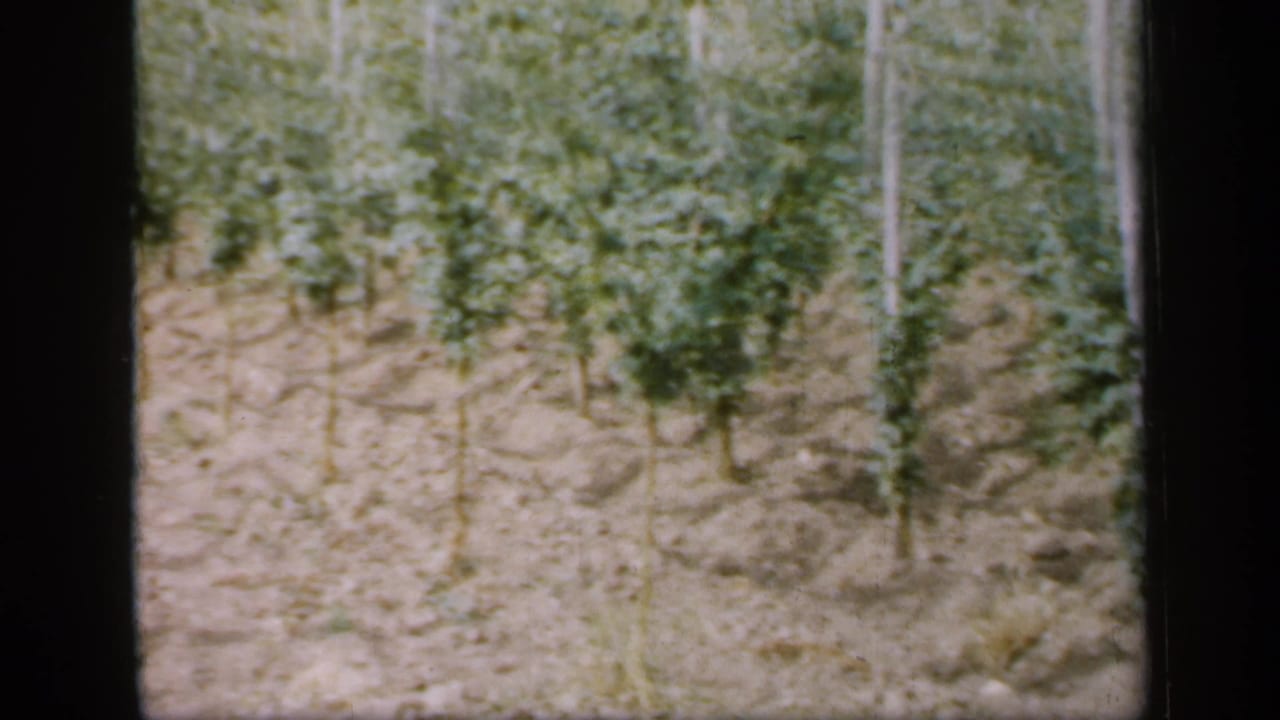 Rows of young grapevines supported by stakes in a cultivated field.
