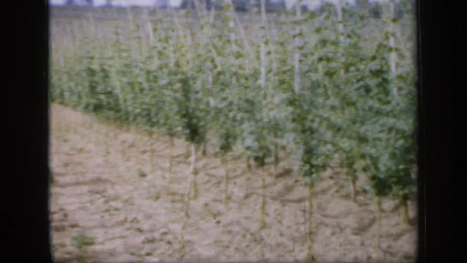 1949 England vineyard footage frame with trellised young vines, bare row paths, and distant field edge under bright light.