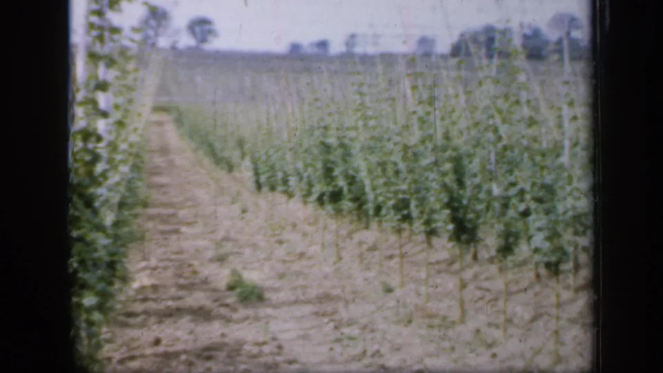 1949 England 8mm frame looking down a vineyard row path, with young vines on both sides and soft distant trees.