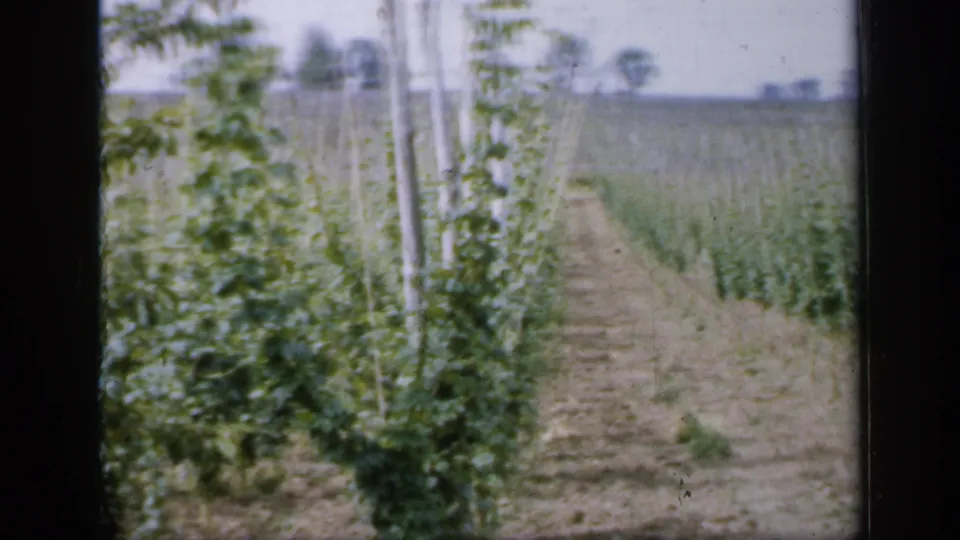 1949 England vineyard frame with closer vine leaves, upright stakes, cultivated soil, and a row path extending into the field.