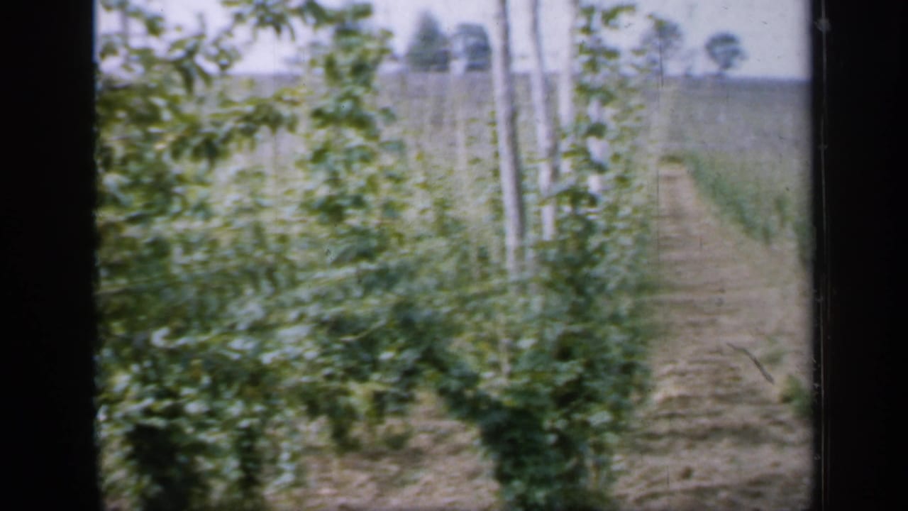 Rows of green plants and wooden poles beside a narrow earth path.