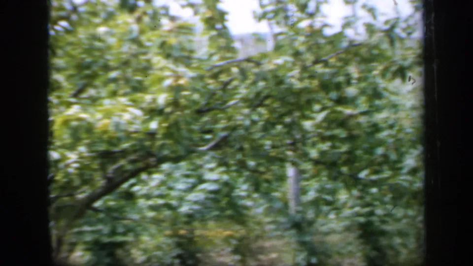 1949 England 8mm view of dense leafy branches and garden or orchard growth, filmed close to the trees.