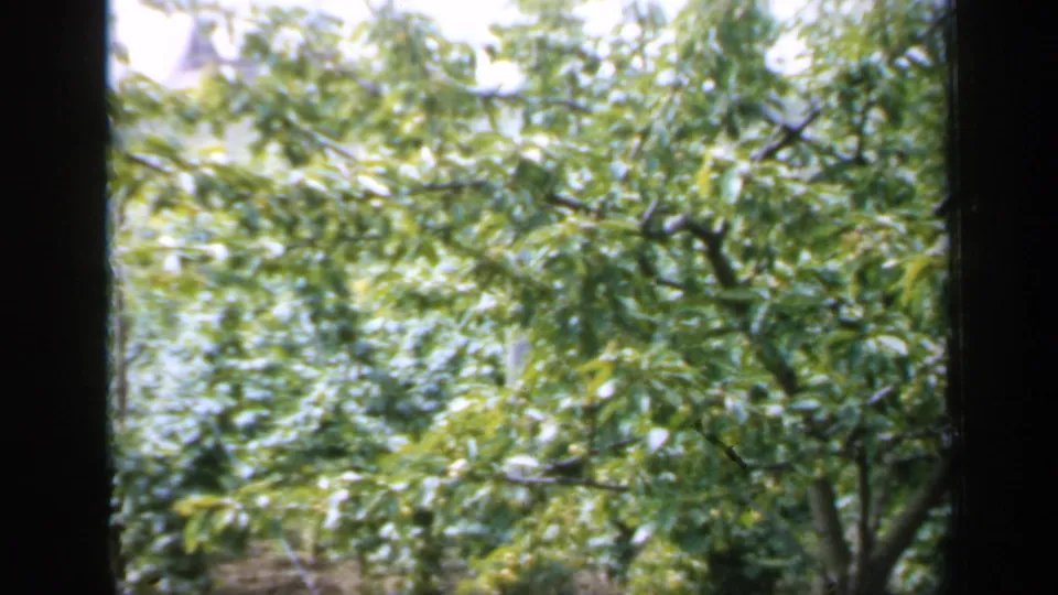 1949 England home-movie frame of a leafy tree canopy with bright sky and low greenery visible through the branches.