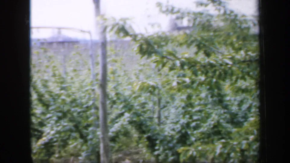 1949 England 8mm frame showing planted rows, wooden poles, leafy growth, and distant pale buildings beyond the greenery.
