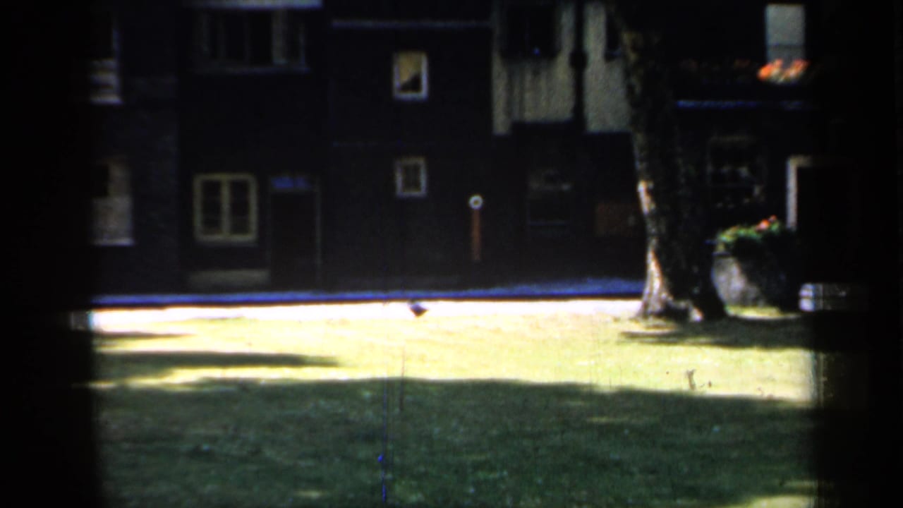 Sunlit lawn and dark courtyard buildings with a large tree at the right edge.