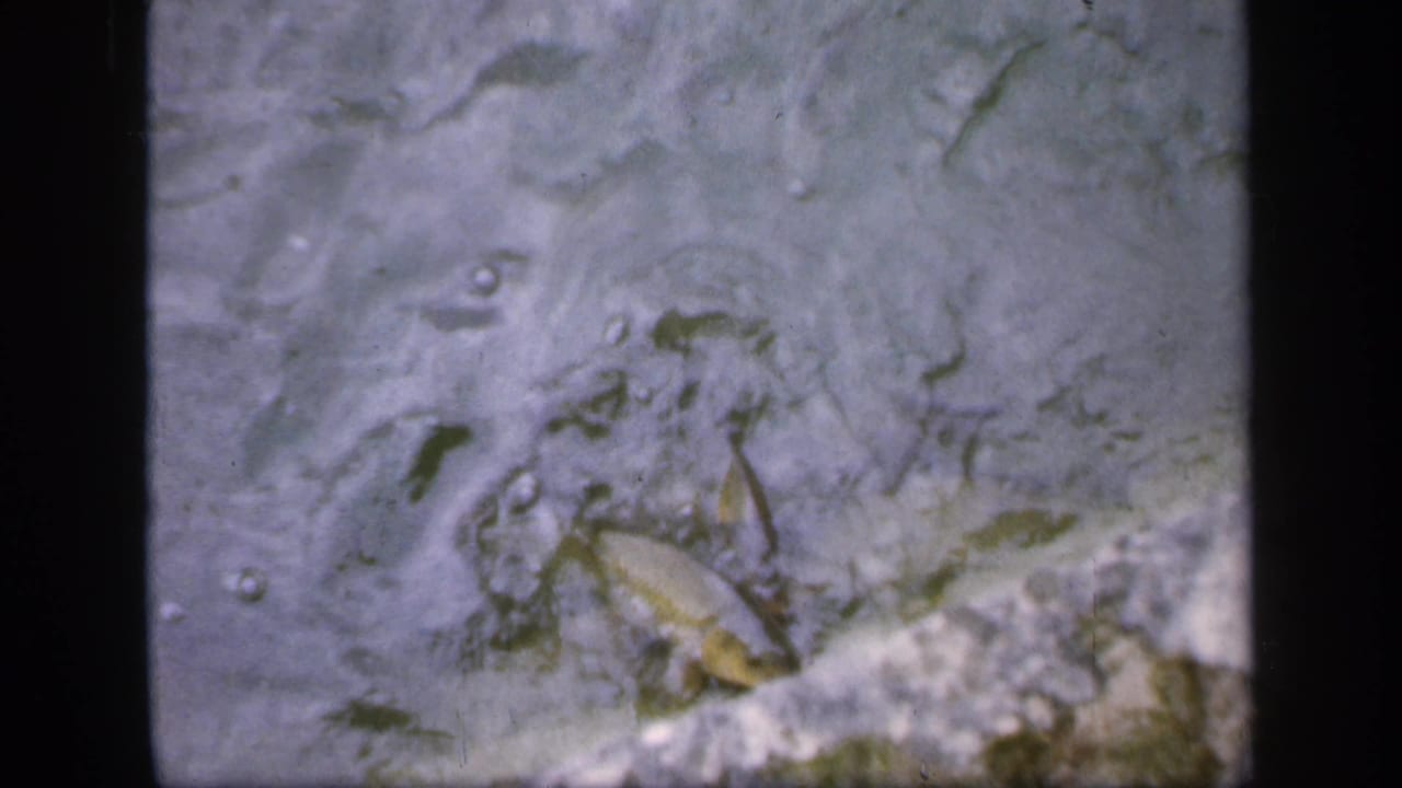 Ireland 1949 8mm view of a small fish moving through shallow rippled pond water near a light edge.