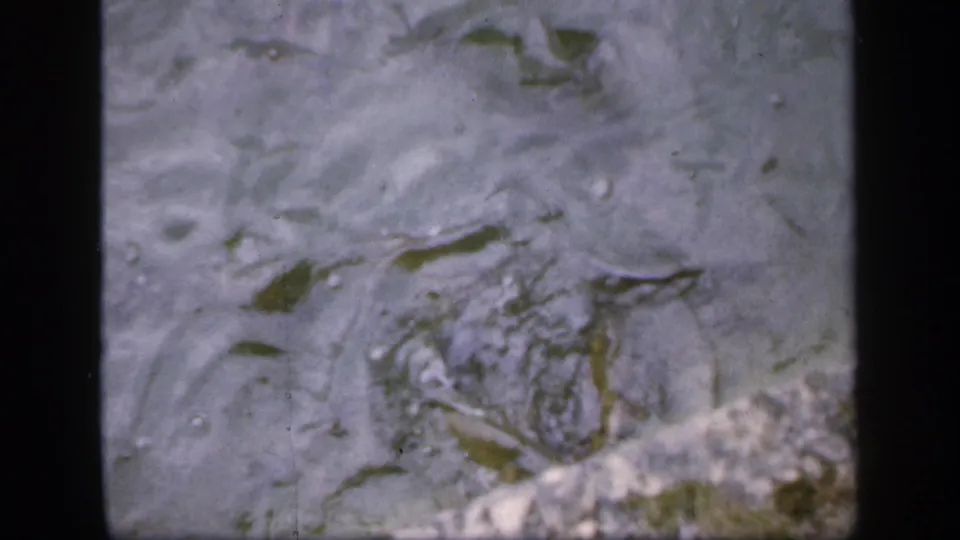 Ireland 1949 8mm frame showing two small fish in shallow pond water with bubbles and soft ripples.