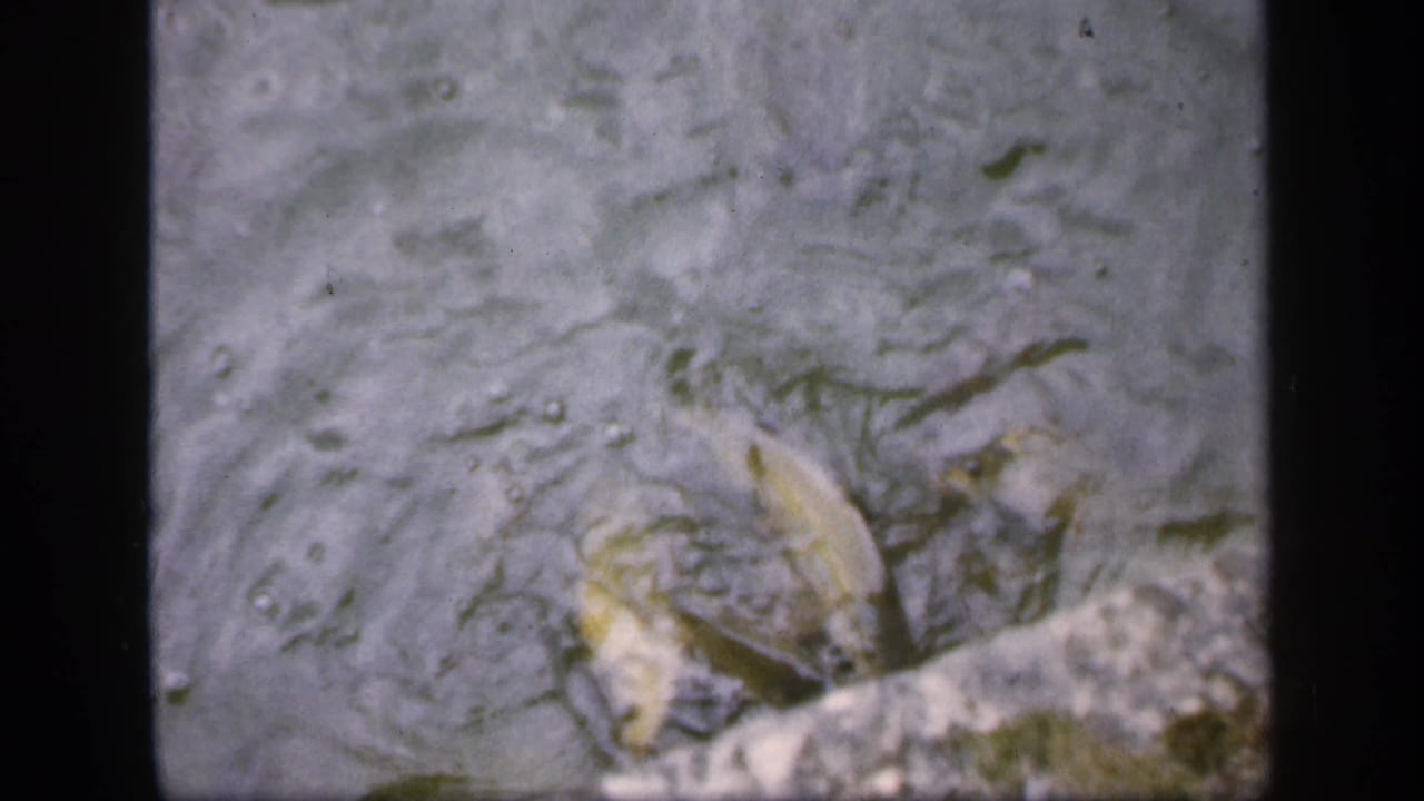 Fish near the surface of murky water with bubbles and ripples.