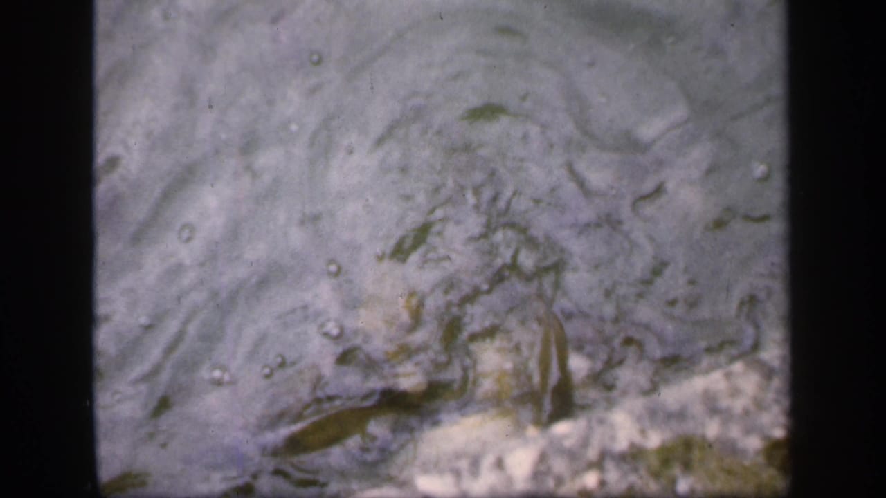 Murky water surface with fish, bubbles, and a pale edge at the bottom.