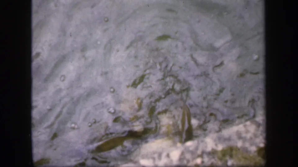 1949 Ireland archival frame with fish visible in cloudy water beside a pale quay or stone edge.