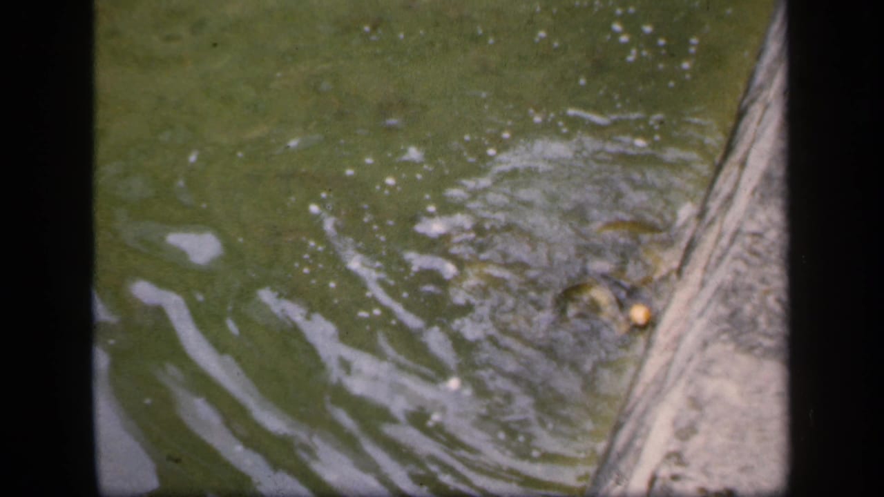 Murky green water ripples beside a stone or concrete edge.