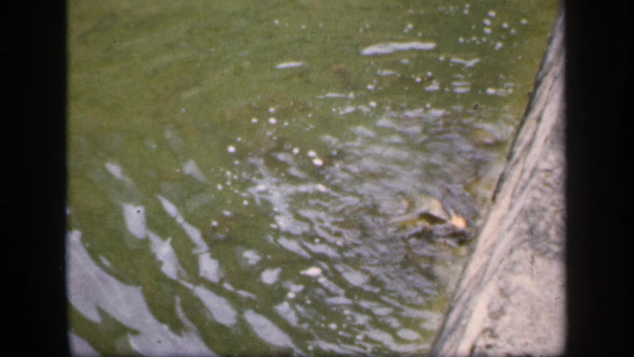 Water ripples around a small fish near a stone or concrete edge.