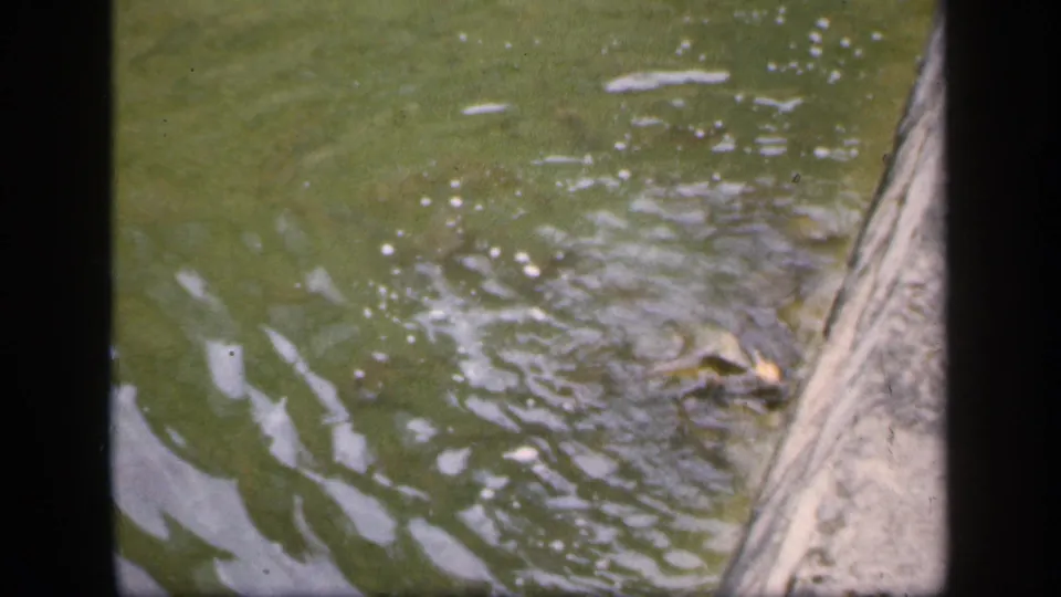 1949 Ireland home-movie frame with rippling green water and a small fish or aquatic shape near the edge of a basin or waterway.