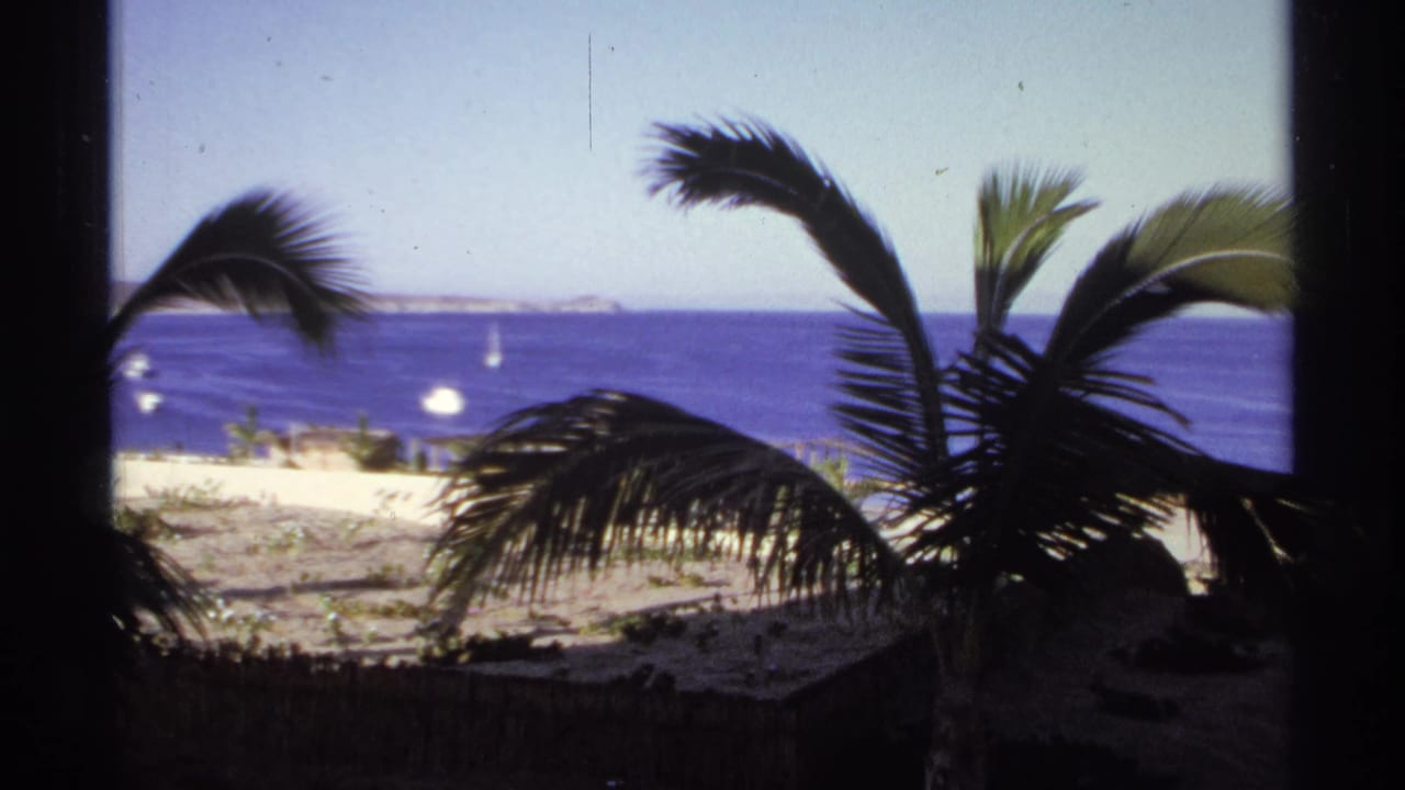 Ocean and beach seen through dark palm trunks and fronds, with sailboats on the water.