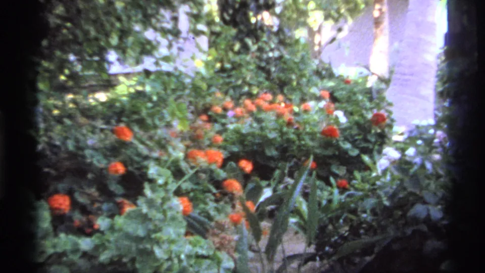 A lush Cabo San Lucas garden bed fills the frame, showing orange flowers, green foliage, and a pale wall in soft 8mm color.