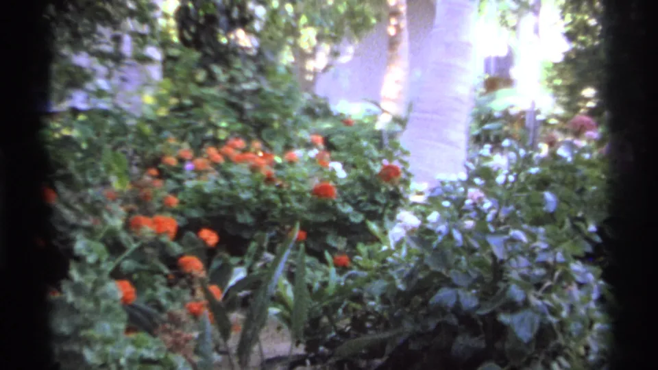 The final frame shows Cabo San Lucas garden foliage with orange flowers and a pale wall, rendered with soft exposure and faded 8mm color.