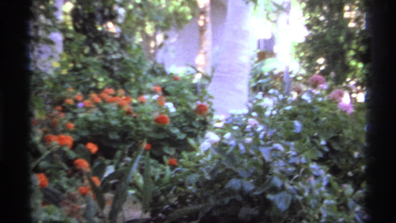 Dense flowering garden with orange blooms, green shrubs, palm trunks, and pale walls behind.