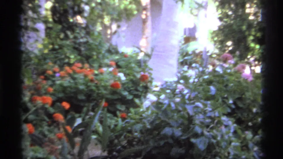 1974 Cabo San Lucas 8mm frame showing orange flowers, leafy bushes, palm trunks, and pale garden walls in soft sunlight.