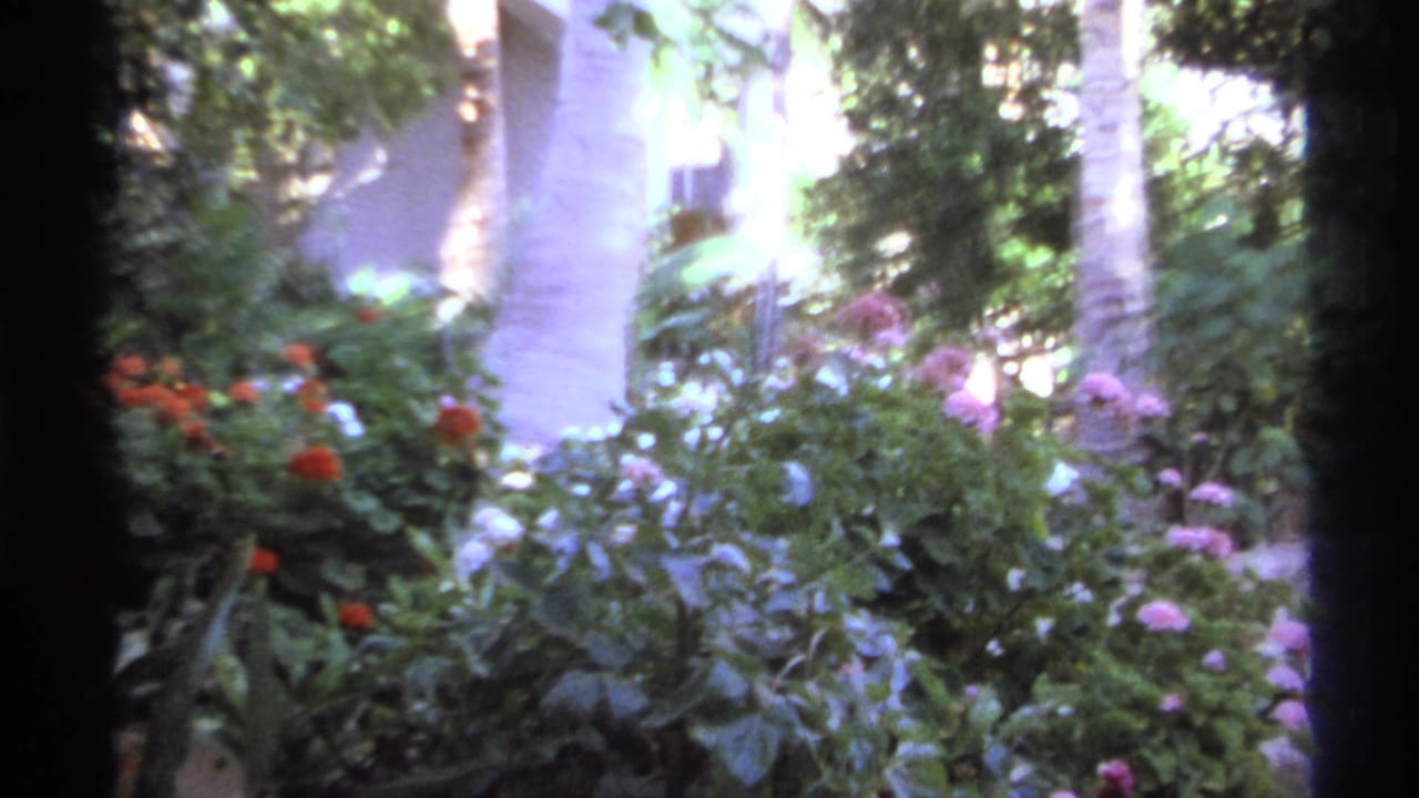 Tropical garden with red and pink flowers, leafy bushes, palm trunks, and bright sunlight.