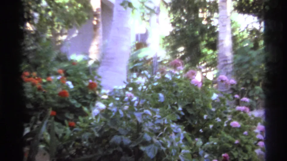 1974 Cabo San Lucas garden view with red and pink blossoms, dense foliage, palm trunks, and bright dappled light.