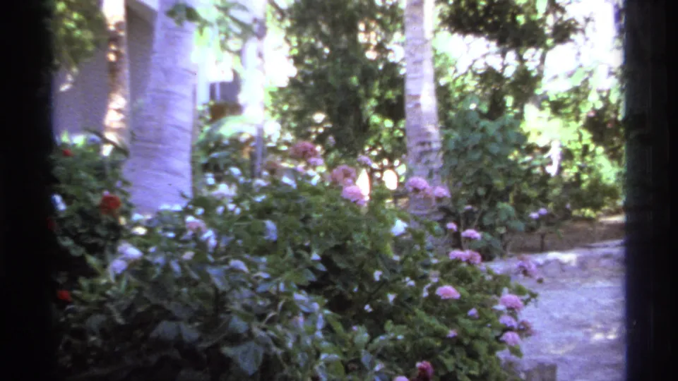 1974 Cabo San Lucas 8mm frame showing a narrow garden path beside pink flowers, shrubs, palms, and pale exterior walls.