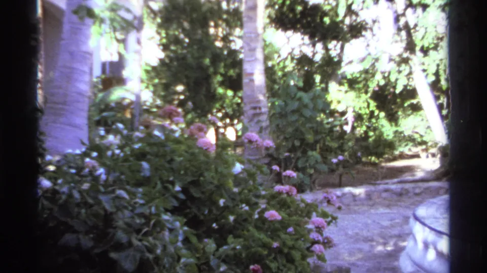 1974 Cabo San Lucas garden frame with a path, pink blossoms, leafy shrubs, palms, and bright sunlit foliage.
