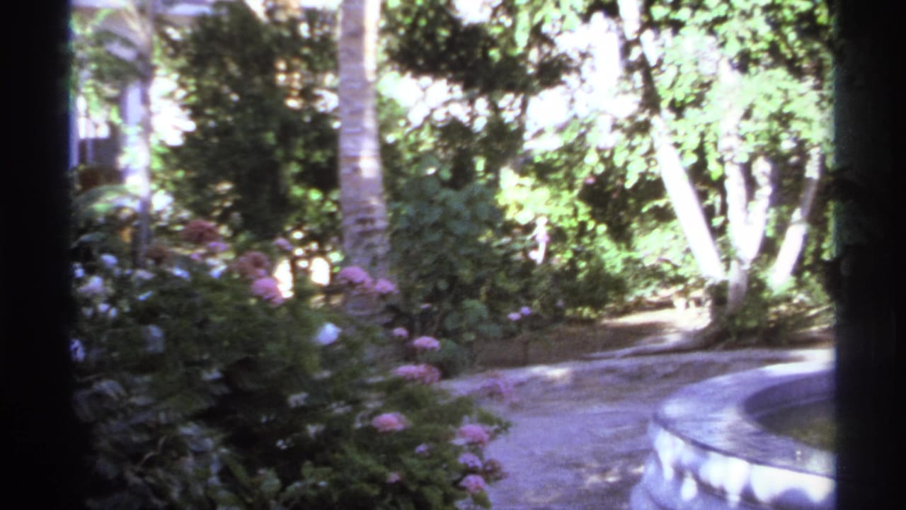 1974 8mm Cabo San Lucas garden view with palm trunks, pink flowers, dense foliage, and a curved fountain edge.