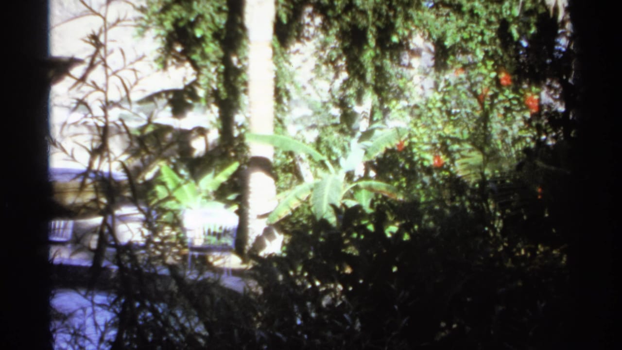 1974 Cabo San Lucas home-movie frame showing dense tropical garden foliage and patio edges in bright sun.
