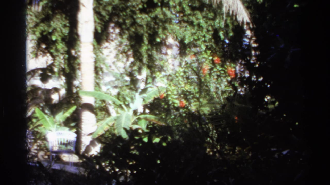 Tropical foliage and patio area with palm trunks, broad leaves, red flowers, and heavy shadow.