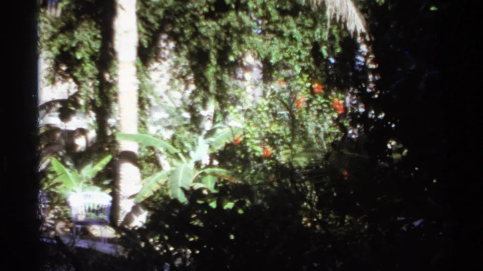 1974 Cabo San Lucas home-movie view of lush patio landscaping with palms, broad leaves, and red blossoms.