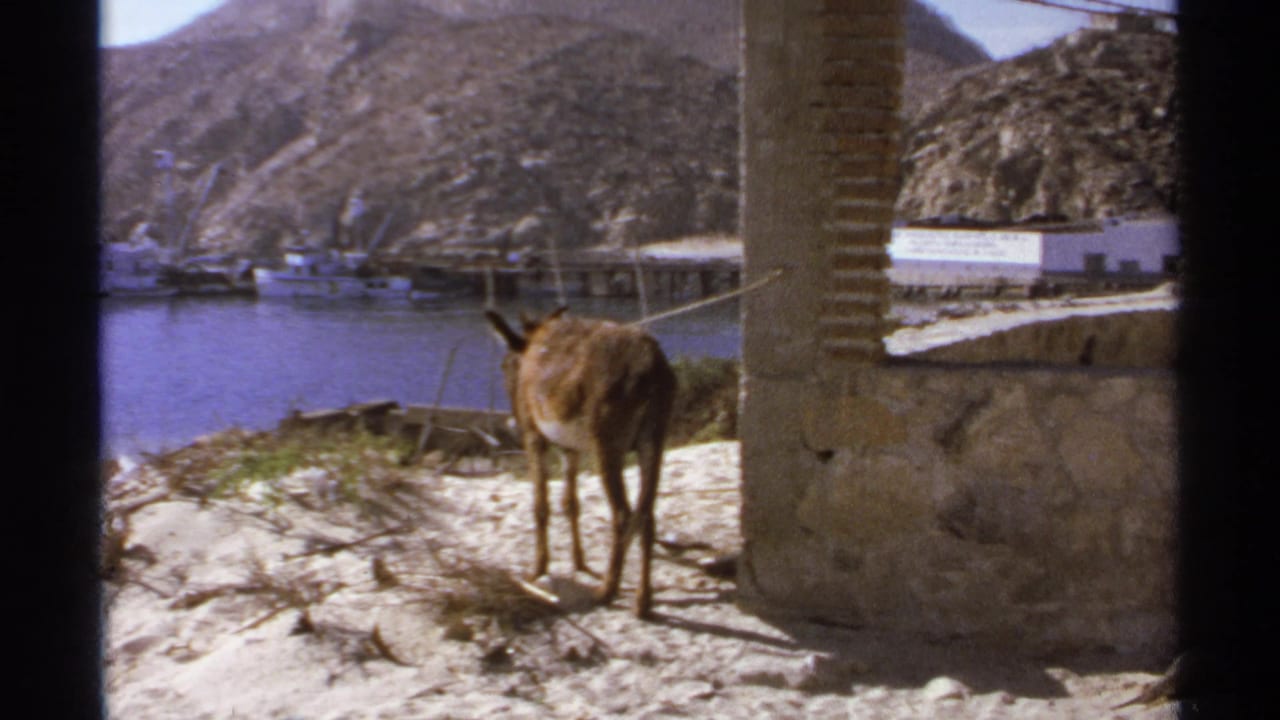 Mule tied beside a stone pillar overlooking a harbor with boats and rocky hills.