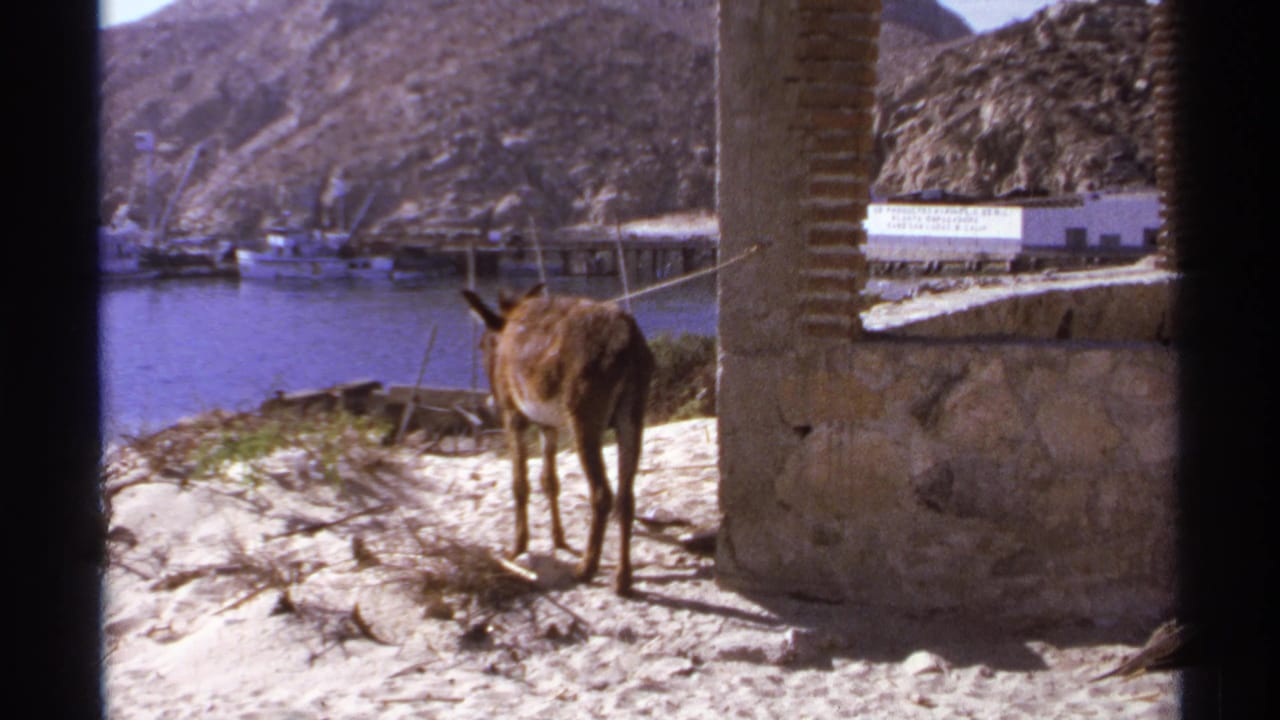 Mule near a pillar faces the harbor, with boats, water, and hills beyond.