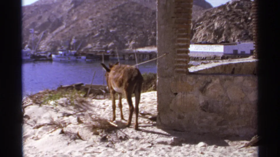 The mule remains tied near a stone-and-brick pillar in Cabo San Lucas, facing a calm harbor with small boats and dry hills.