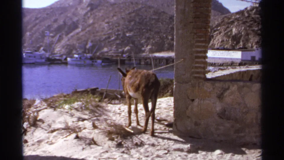 A slightly shifted 8mm view shows the tethered mule on the sandy shore at Cabo San Lucas, with boats and mountains across the harbor.