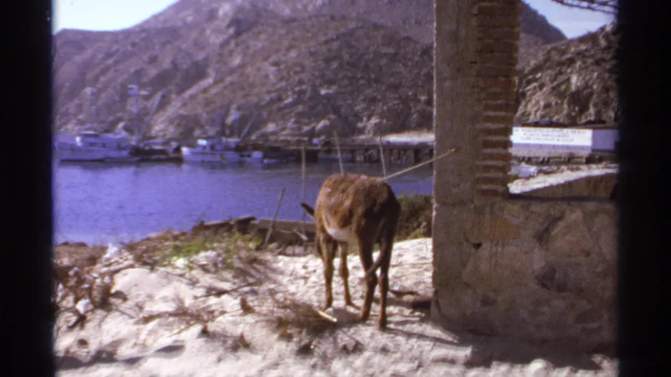 Final frame of the mule by the pillar in 1974 Cabo San Lucas, with calm harbor water, docked boats, and a white waterfront building visible.
