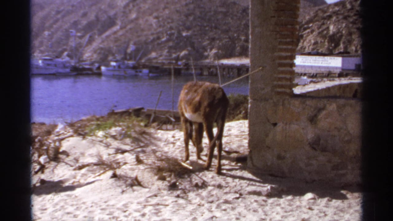 Mule standing on sandy ground near a stone pillar with harbor boats behind it.
