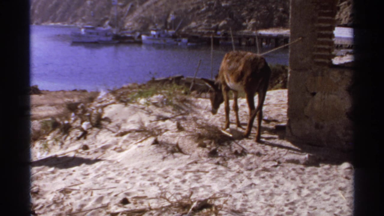 Mule lowers its head toward sandy ground near a pillar, with boats across the harbor.