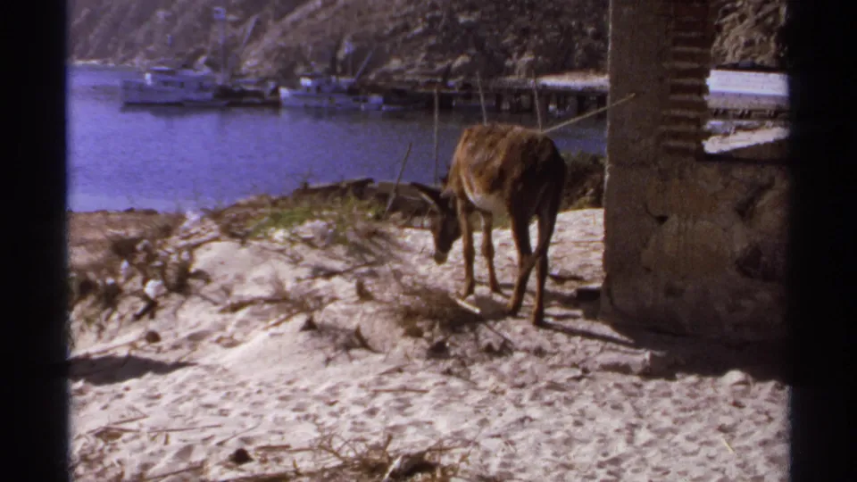 The 1974 home-movie frame shows the mule facing down toward dry grasses, with harbor water and moored boats beyond.