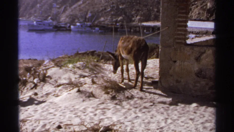 A mule remains near the stone pillar in Cabo San Lucas, with bright water, boats, and rocky coastal hills behind it.