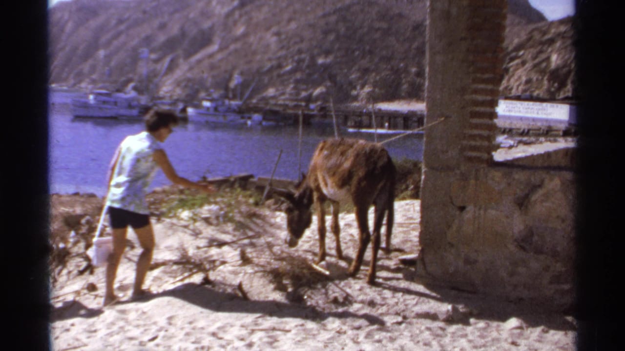 Woman reaches toward a donkey on a sandy shore with boats and cliffs behind her.