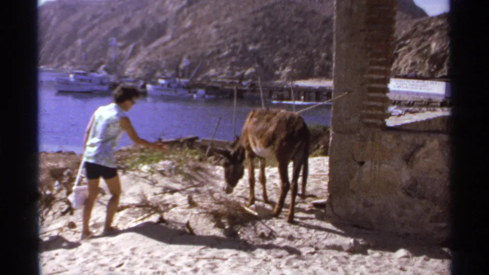 1974 Cabo San Lucas home-movie frame showing a woman feeding a donkey near a stone wall, with boats, dock, water, and cliffs behind.