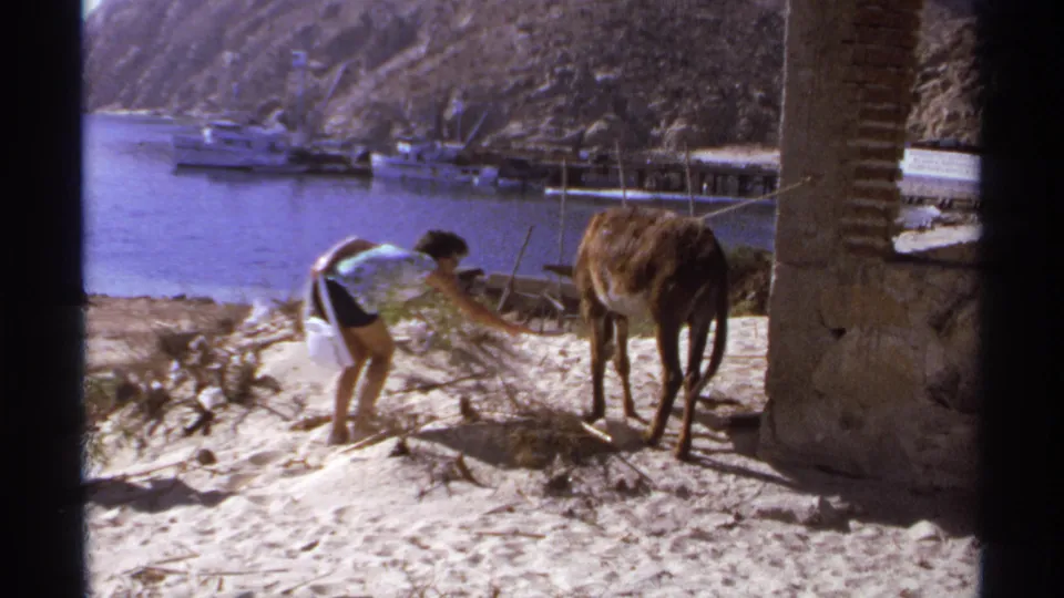 1974 Cabo San Lucas home-movie frame showing a woman crouched near a donkey on a sandy slope with boats and blue water behind.