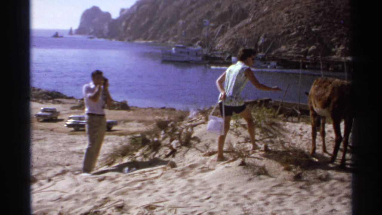 Woman extends an arm toward a donkey as a man with a camera stands on the sandy slope by the water.
