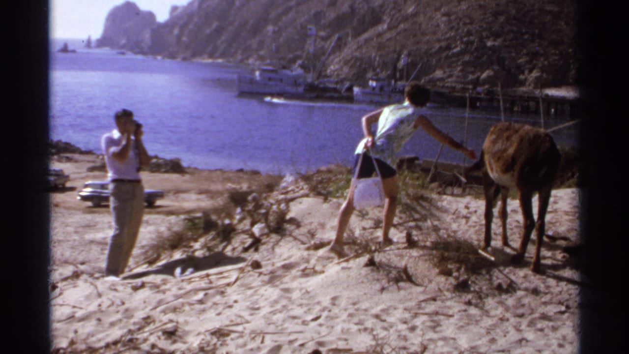 Two adults on a sandy beach, one photographing as another reaches toward a small donkey near the bay.