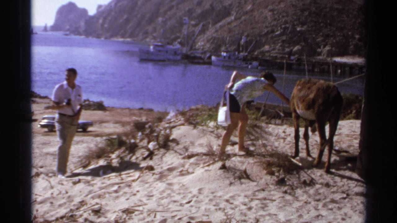 Woman bends toward a donkey while a man stands nearby above harbor water and docked boats.