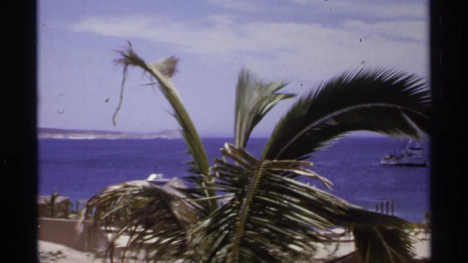 Cabo San Lucas 8mm frame with wind-bent palm fronds in front of a bright bay, small boats, shoreline wall, and distant hills.
