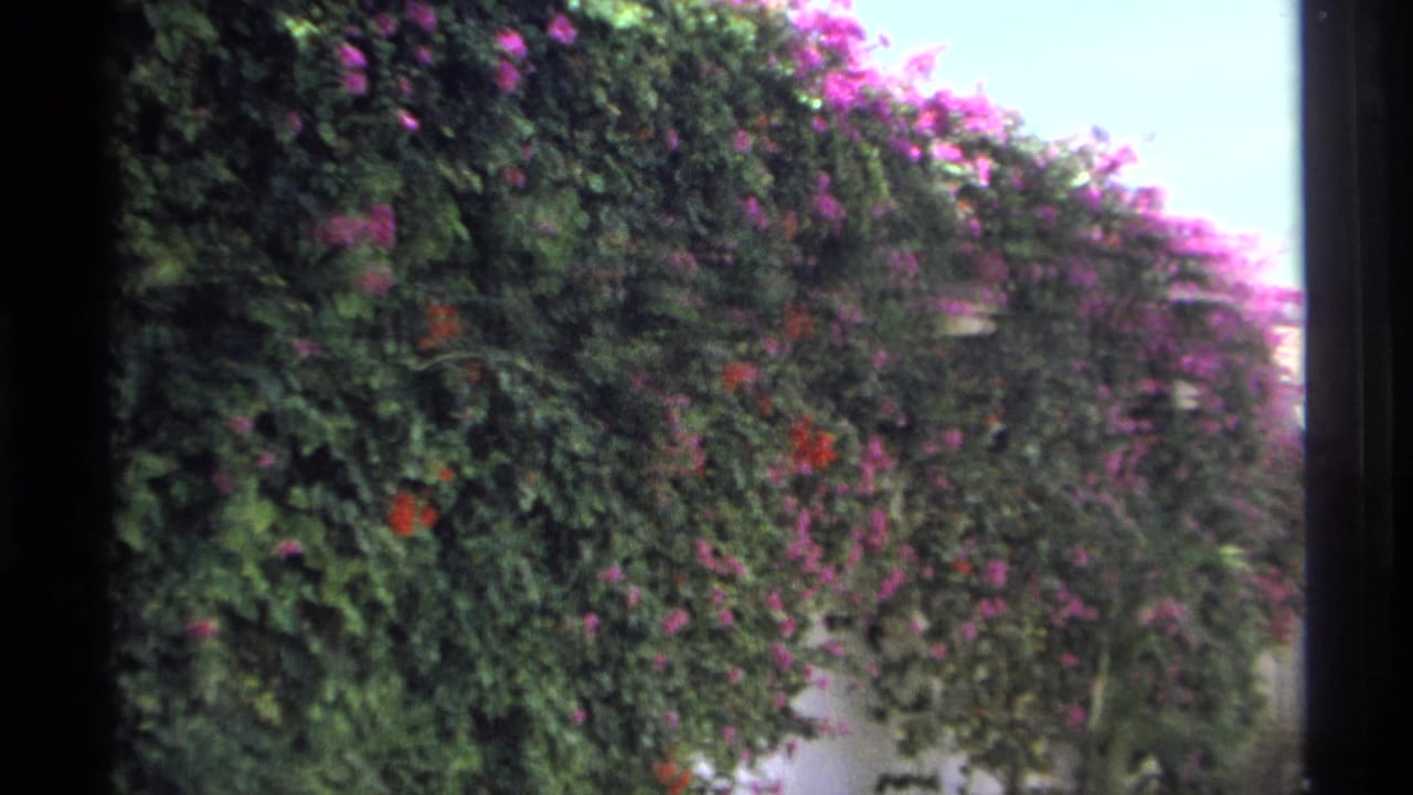 Dense flowering vines fill the frame beside a bright exterior wall under clear sky.