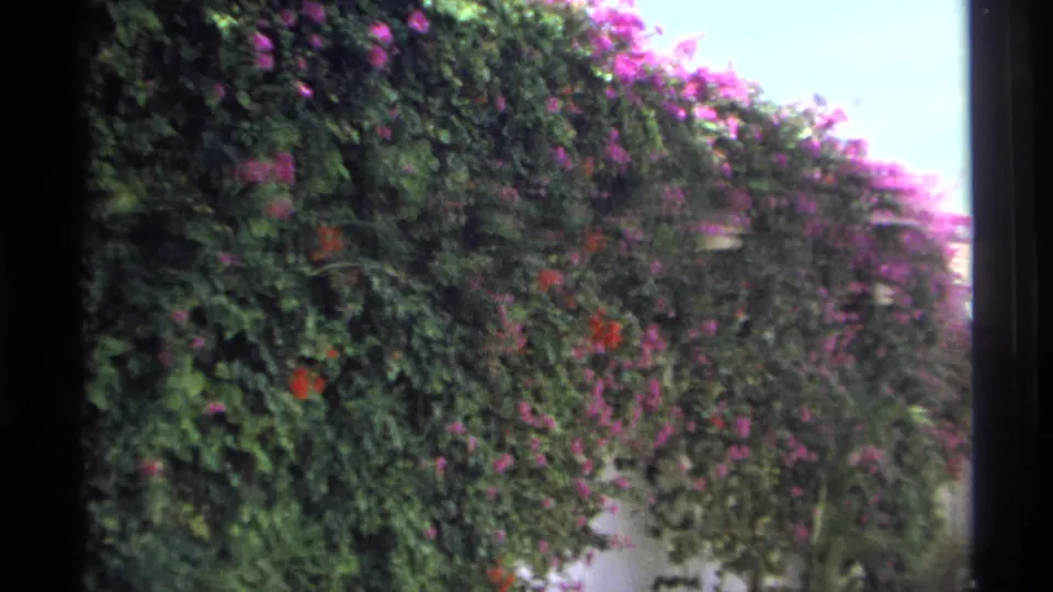 Bougainvillea and red flowers cover a wall in this sunlit 1975 Guaymas exterior home-movie view.