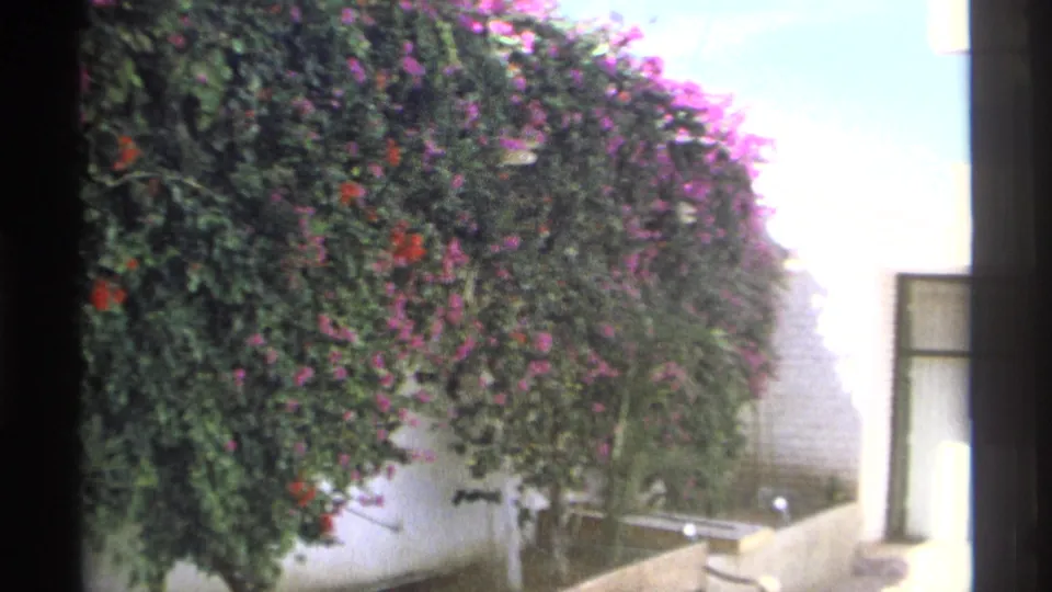 A handheld 8mm view of bougainvillea, a low wall, and a building edge in the Guaymas outdoor area.